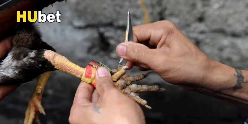 Đá gà cựa dao gay cấn, mang lại trải nghiệm cực đã.