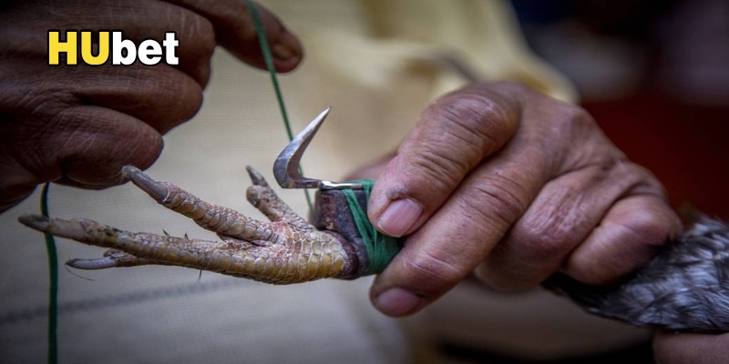 Đá Gà Cựa Dao Hubet áp dụng trên đấu trường