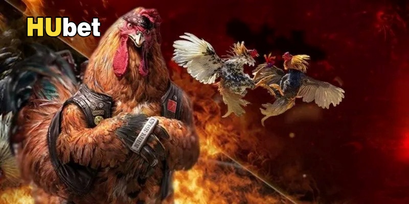 Luật chơi đá gà được áp dụng theo quy định chung của các sàn giao dịch quốc tế